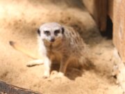 Tierpark Essehof 22-06-2019