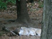 Tierpark Hexentanzplatz in Thale 05-2011