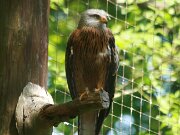 Tierpark Hexentanzplatz in Thale 20-05-2012