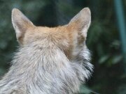 Tierpark Hexentanzplatz und Teufelsmauer 10-07-2018