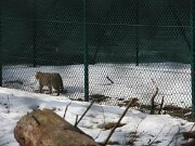 Wildkatzengehege Bad Harzburg 11-03-2018