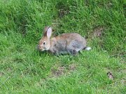 Wildkatzengehege Bad Harzburg 13-05-2018