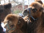Zoo Braunschweig 02-2012