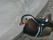 Zoo Braunschweig 02-2011