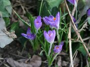 Zoo Braunschweig 03-2012