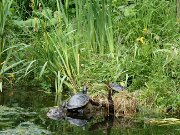 Zoo Braunschweig 06-2012