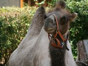 Zoo Braunschweig 07-07-2013