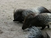 Zoo Braunschweig 23-09-2009