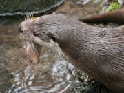 Otterzentrum 18-11-2012