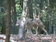 Tierpark Hexentanzplatz
