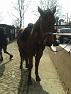 Reiten - S3 - 23-03-2013