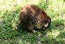 Zoo Braunschweig 07.07.2013